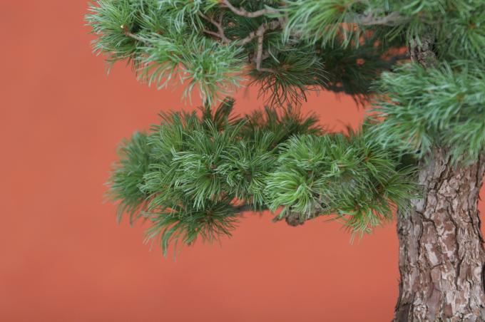image Pino blanco japonés (Pinus parviflora)