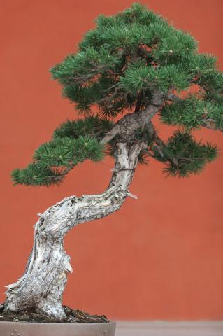 image Pino negro (Pinus uncinata)