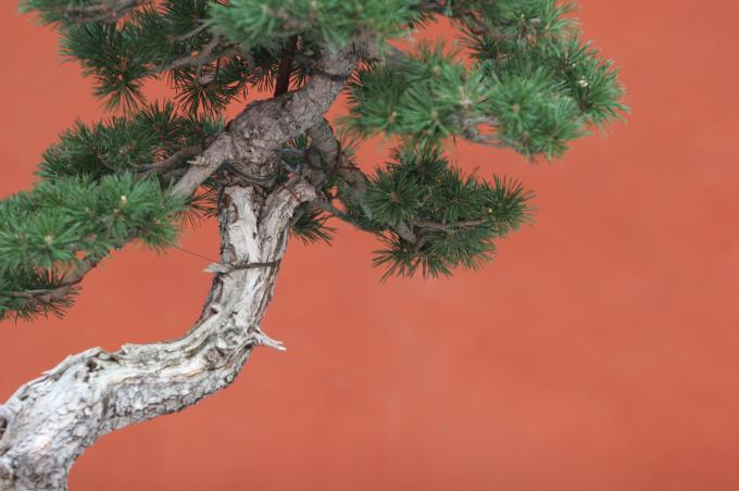 image Pino negro (Pinus uncinata)