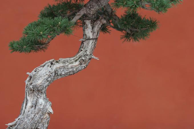 image Pino negro (Pinus uncinata)