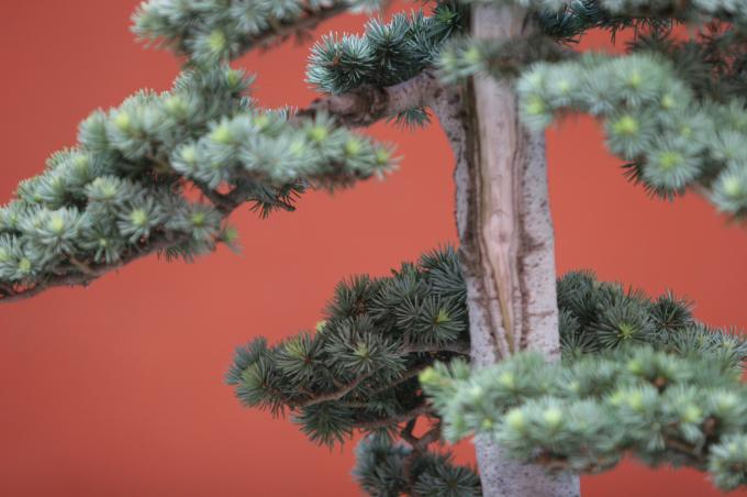 image Cedro del Atlas (Cedrus atlantica)