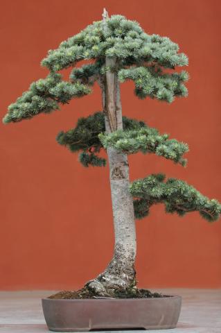 image Cedro del Atlas (Cedrus atlantica)