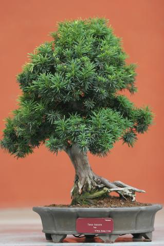 image Tejo (Taxus baccata)