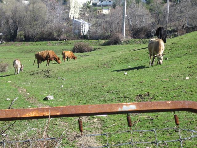image Prado con vacas, Cercedilla
