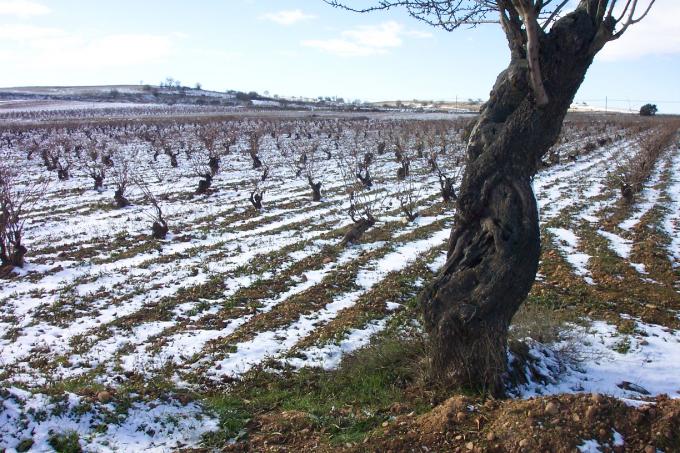 image Viñas con nieve en Cigales, Valladolid