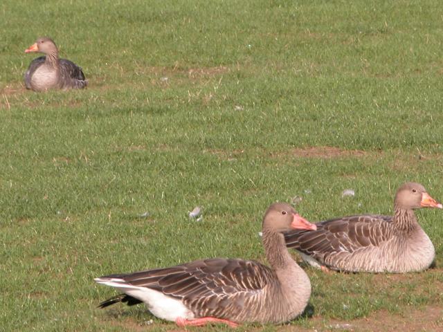 image Ánsares (Ánsar sp)