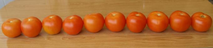 image 10 tomates