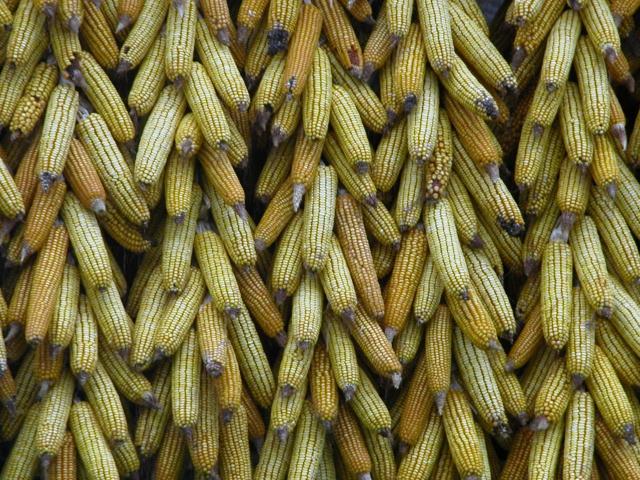 image Maíz