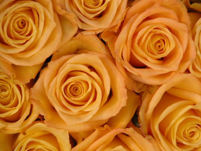 image Rosas amarillas