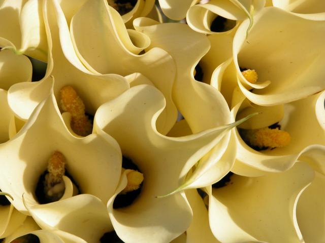 image Callas