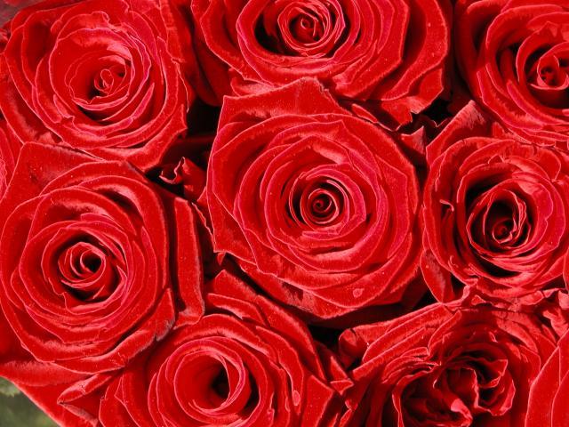 image Rosas rojas