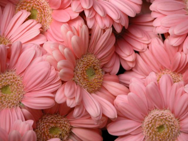 image Gerbera rosa