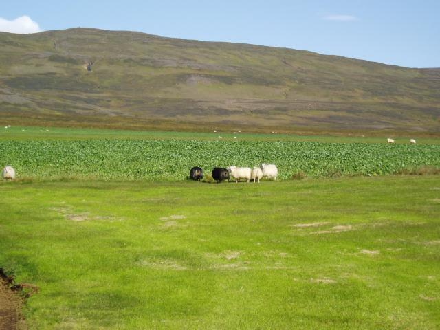 image Paisaje, Islandia