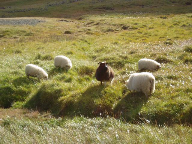 image Ovejas, Islandia