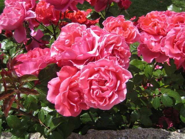 image Rosas en Brihuega, Guadalajara