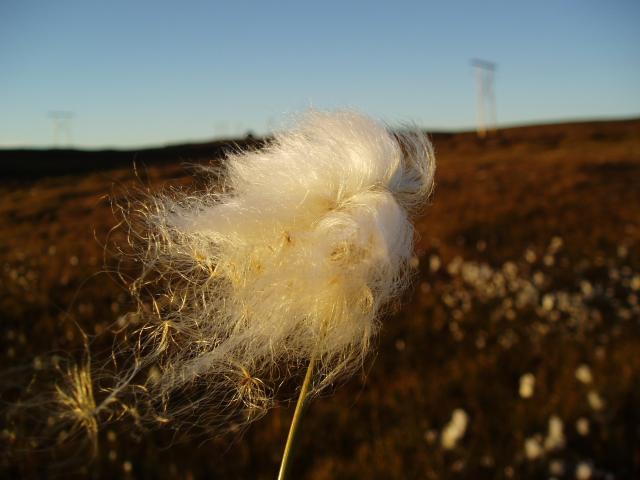 image Flor, Islandia