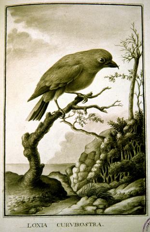 image Lámina de la expedición de Alejandro Malaspina