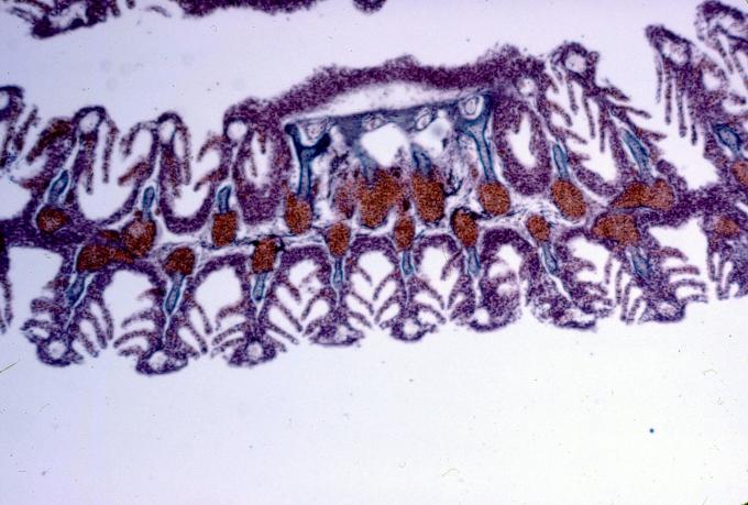 image Agallas de trucha