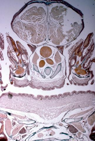 image Corte de trucha