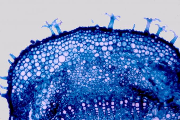 image Pelos peltados