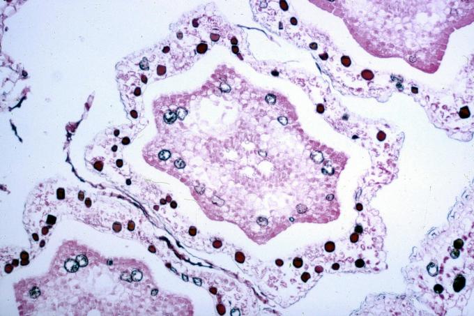 image Corte de tallo de equiseto