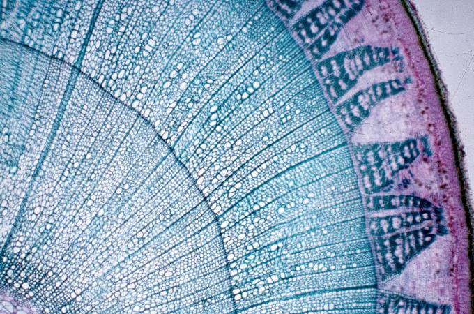 image Corte de tallo de tilo