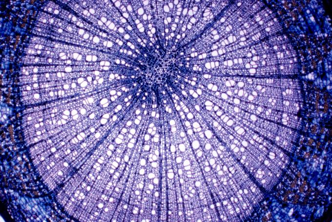 image Corte de tallo de tilo