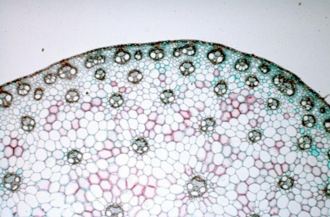 image Corte de un tallo de monocotiledónea