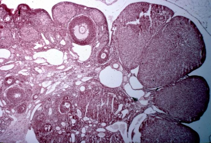 image Ovario de rata