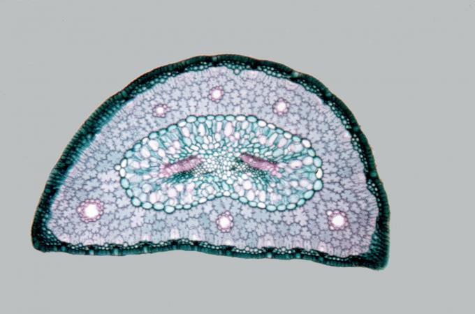 image Corte de hoja de pino