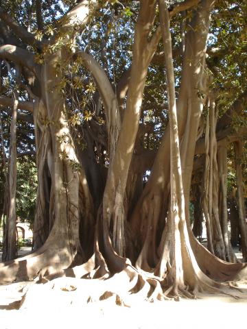 image Ficus gigante, Palermo, Sicilia