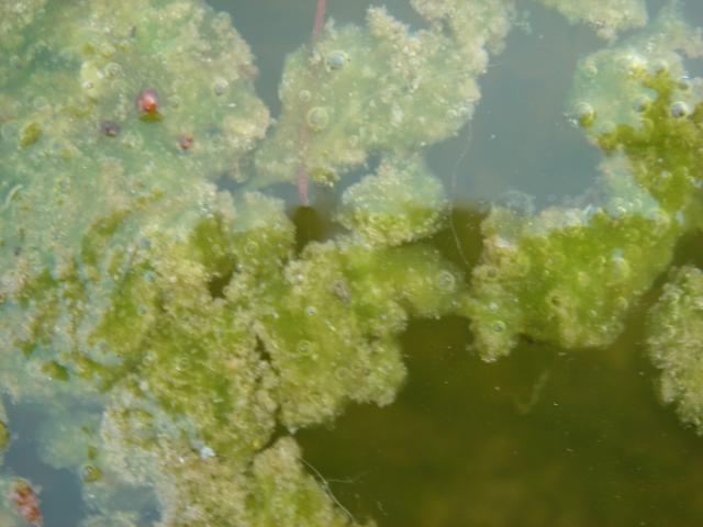 image Agua estancada