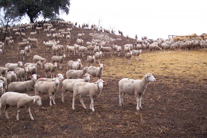 image Cercado de ovejas