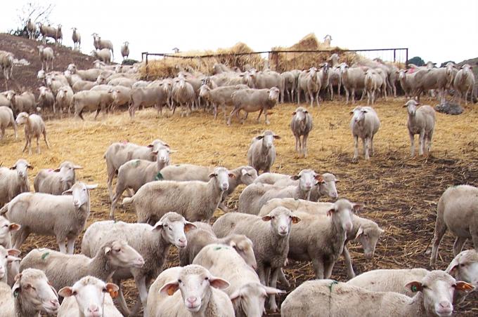 image Cercado de ovejas