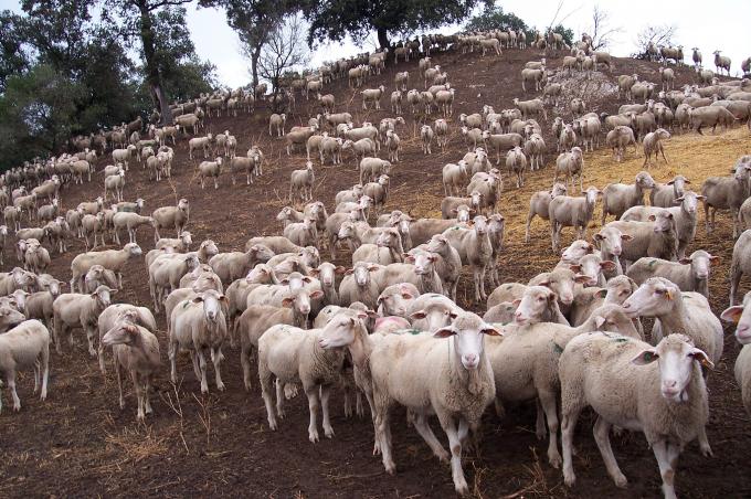 image Cercado de ovejas