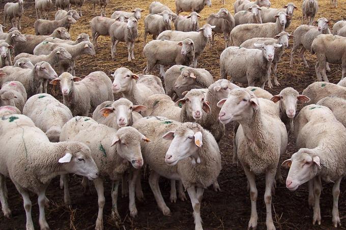 image Cercado de ovejas