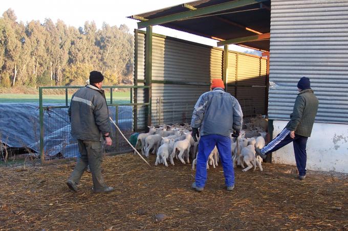 image Cercando ovejas