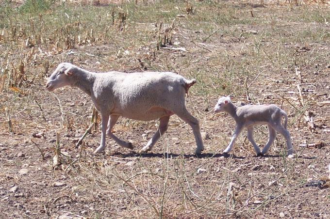 image Cordero y oveja