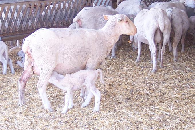 image Cordero y oveja