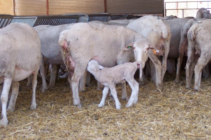 image Cordero y oveja