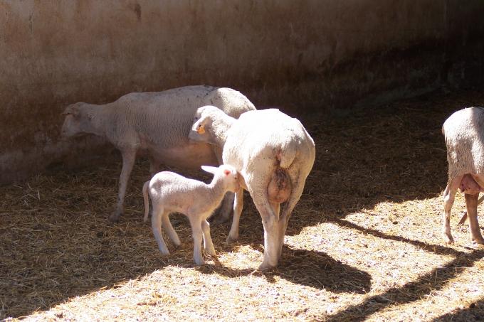 image Cordero y oveja