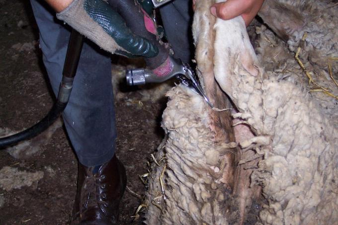 image Esquilando, detalle