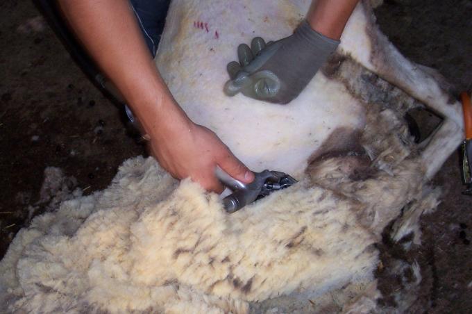 image Esquilando, detalle