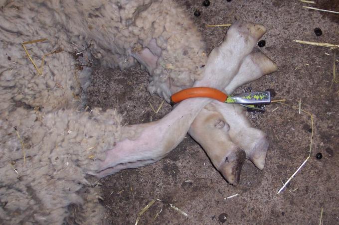 image Inmobilizando ovejas