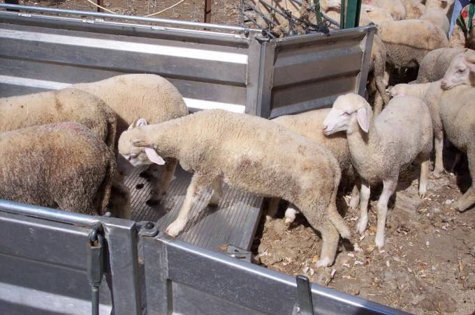 image Ovejas en ascensor