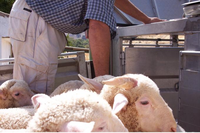image Ovejas en ascensor