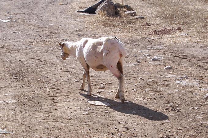 image Ovejas esquiladas