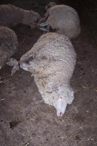 image Ovejas inmovilizadas para esquilar