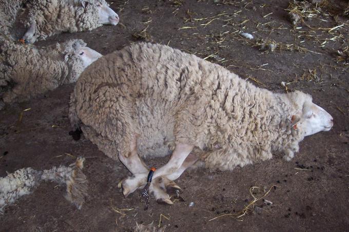 image Ovejas inmobilizadas para esquilar