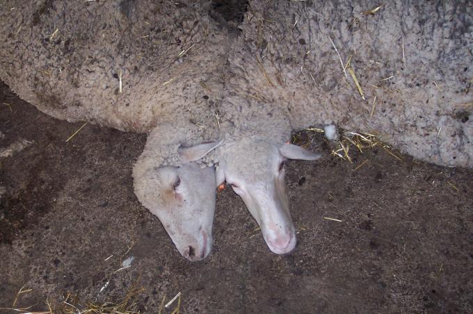 image Ovejas inmobilizadas para esquilar